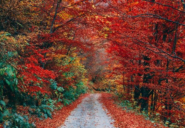 Experiencing nature spirituality through wooded trail in autumn